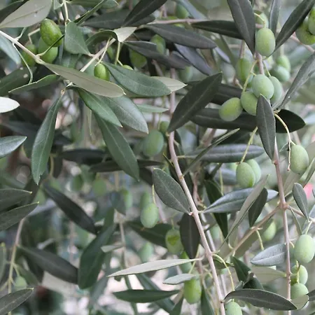 Tre Ulivi